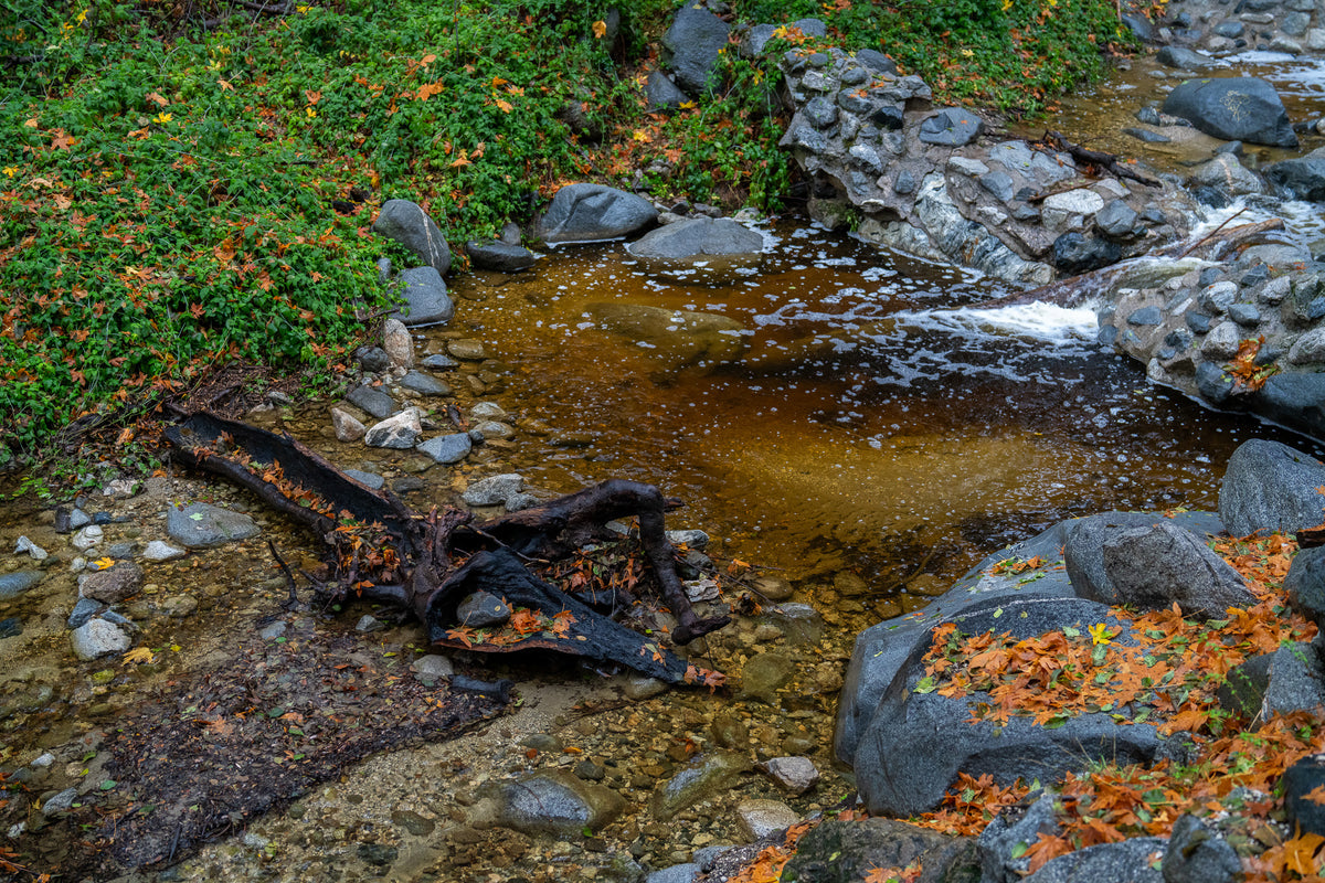 New Moon in Scorpio: Tea Ceremony & Water Meditation