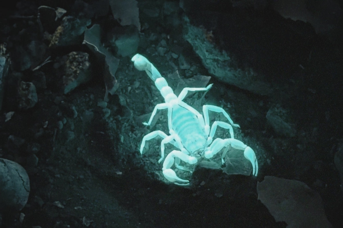 Glowing Scorpion Search Under a Full Moon